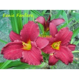 Liliowiec Eenie Fanfare Liliowiec Eenie Fanfare