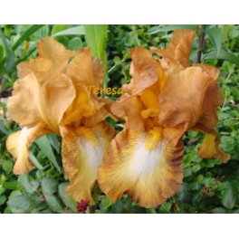 Irys Chinquapin Irys Chinquapin