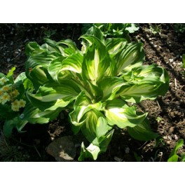 Hosta Undulata Mediovariegata