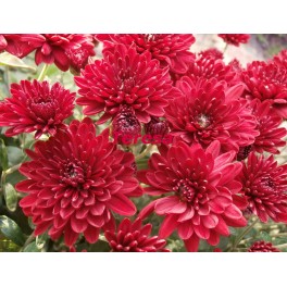 Chryzantema Red Heart Chryzantema Red Heart