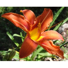 Liliowiec Fulva Liliowiec Fulva