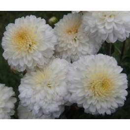Chryzantema Blanca Chryzantema Blanca