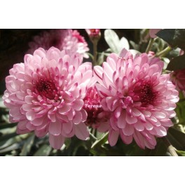 Chryzantema K 30 pomponowa Chryzantema K 30 pomponowa