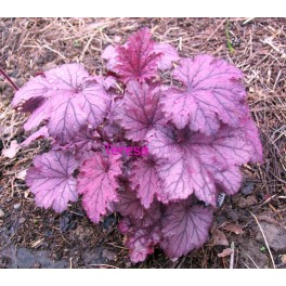 Żurawka Plum Royale Żurawka Plum Royale
