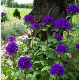 Dzwonek skupiony - Campanula glomerata Dzwonek skupiony - Campanula glomerata