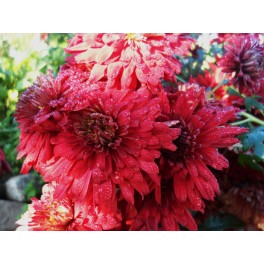 Chryzantema Duchess of Edinburgh Chryzantema Duchess of Edinburgh