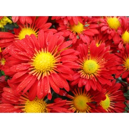 Chryzantema Chery Red Chryzantema Chery Red