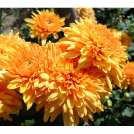 Chryzantema Golden Orange Chryzantema Golden Orange