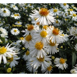 Aster jesienny ,, Biały wysoki'' Aster jesienny ,, Biały wysoki''
