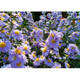 Aster jesienny ,Niebiesko lawendowy'' Aster jesienny ,Niebiesko lawendowy''