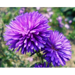 Aster jesienny ,, Fioletowy '' Aster jesienny ,, Fioletowy ''