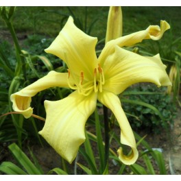 Liliowiec Lemon Madeline Liliowiec Lemon Madeline