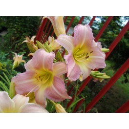 Liliowiec Catherine Woodbury Liliowiec Catherine Woodbury