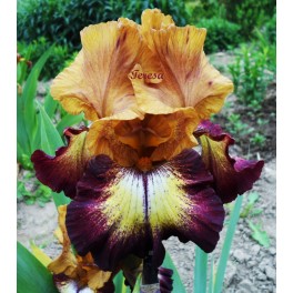 Irys ,,Thunder Echo'' Irys ,,Thunder Echo''