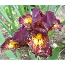Irys ,, Firestorm'' Irys ,, Firestorm''