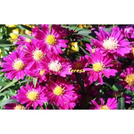 Aster jesienny wysoki ,, Ciemny róż'' Aster jesienny wysoki ,, Ciemny róż''