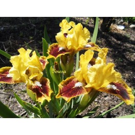 Irys ,,Golden Ruby Irys ,,Golden Ruby