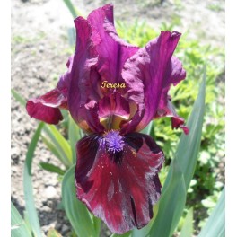 Irys ,,Chery Garden'' Irys ,,Chery Garden''