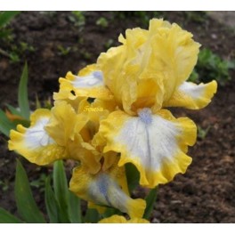 Irys ,,Easter'' Irys ,,Easter''