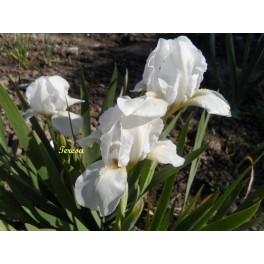 Irys ,,White '' Irys ,,White ''