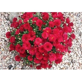 Chryzantema zimująca Purpurea Red Chryzantema zimująca Purpurea Red