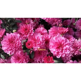Chryzantema zimująca Candy Pink Chryzantema zimująca Candy Pink