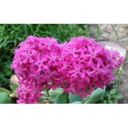 Silene -Lepnica wschodnia Silene -Lepnica wschodnia