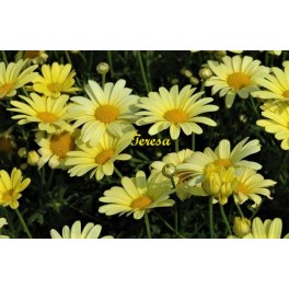 Chryzantema Arktic Yellow Chryzantema Arktic Yellow
