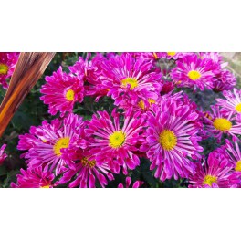 Chryzantema Chery Pink Chryzantema Chery Pink