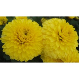 Chryzantema Fluffy Chryzantema Fluffy