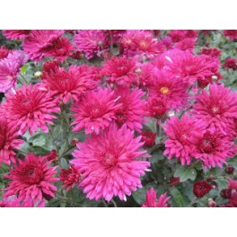 Chryzantema Pink Bis Chryzantema Pink Bis