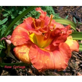 Liliowiec Rose Corsage Liliowiec Rose Corsage