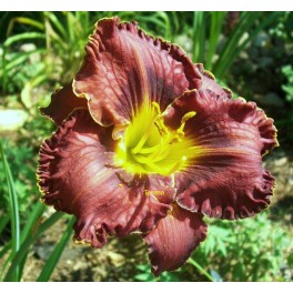 Liliowiec Purplelicious Liliowiec Purplelicious