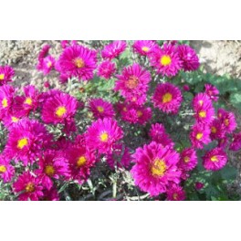 Aster krzaczasty Bordowy Aster krzaczasty Bordowy