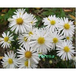 Aster krzaczasty Biały Aster krzaczasty Biały