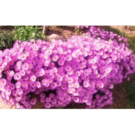 Aster Krzaczasty Różowo wrzosowy Aster Krzaczasty Różowo wrzosowy