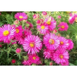 Aster Nowoangielski -Alma Potschke Aster Nowoangielski -Alma Potschke