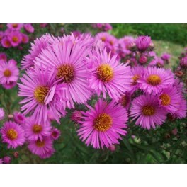 Aster Nowoangielski -Różowofioletowy Aster Nowoangielski -Różowofioletowy