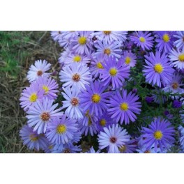 Aster krzaczasty -Niebiesko -lawendowy Aster krzaczasty -Niebiesko -lawendowy