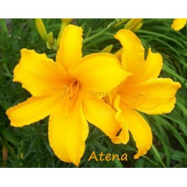 Liliowiec Atena Liliowiec Atena