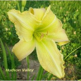 Liliowiec Hudson Valley Liliowiec Hudson Valley